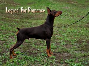 Logres' For Romance  on  9-20-2014
